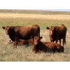 Image 1 : Riverbend Ranch - 825# September Delivery Grass Heifers - 400 Head (Scotfield, AB)