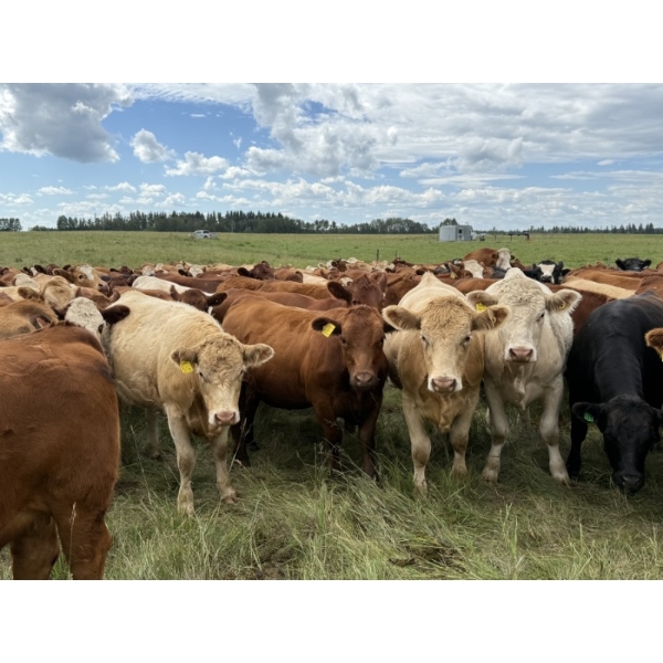 Marcinek Cattle Company - 1050# September Delivery Grass Heifers - 60 Head (Condor, AB)
