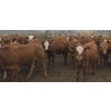 Image 5 : Amber Mountain Farms - 670# July Delivery Heifers - 90 Head (Vauxhall, AB)