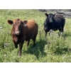 Image 3 : Lone Star Cattle Co. - 1040# Sept/Oct Delivery Grass Steers - 390 Head (Buck Lake, AB)