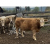 Image 2 : Fridlington Family Farms - 1070# September Delivery Grass Steers - 54 Head (Kersley, BC)