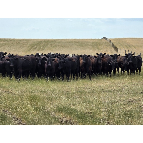 Wildcat Cattle Co. Ltd. - 800# July Delivery Grass Heifers - 50 Head (Redcliff, AB)