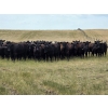 Image 1 : Wildcat Cattle Co. Ltd. - 800# July Delivery Grass Heifers - 50 Head (Redcliff, AB)