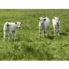 Image 4 : Cutting Edge Cattle/Holtry Creek Ranch - 560# November Heifer Calves - 105 Head (100 Mile House, BC)
