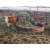 Image 6 : Guy Fukuda - 1 Hereford Pair
