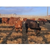 Image 6 : C.O. Johnson & Sons Ranches - 832# March Delivery Steers - 107 Head (Scandia, AB) VBP+