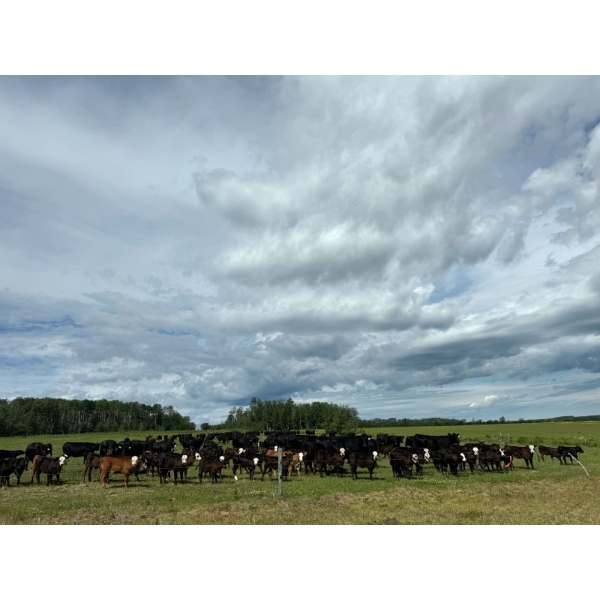 J Lazy A Ranch - 470# October Delivery Steer Calves - 110 Head (Lymburn, AB)
