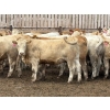 Image 5 : Brandt Boys Inc. - 975# August Delivery Heifers - 65 Head (Tolstoi, MB)