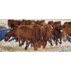 Image 3 : Clayton Sehn - 34 Red Heifers