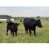 Image 16 : Malarky Farms - 35 Black/Black X Cow/Calf Pairs (Newdale, MB)