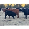 Image 6 : 20X Ranch Ltd. - 570# November Delivery Heifer Calves - 105 Head (Hedley, BC)