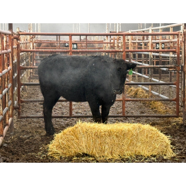 D6 Cattle Farm - 1 Heifer (Pen 419)