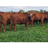 Image 5 : C.O. Johnson & Sons Ranches - 915# September Delivery Grass Heifers - 100 Head (Scandia, AB)