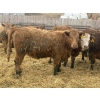 Image 2 : CCC Ranch - 15 November Delivery Dark Tan Bred Heifers (Coderre, SK)
