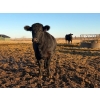 Image 9 : Rowdy Ross - 36 Black/Black X April/May Calving Bred Heifers (Langham, SK)