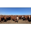 Image 9 : Ripple Rock Ranch - 925# June Delivery Heifers - 130 Head (Fincastle, AB)