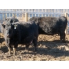 Image 6 : Willowside Ranch - 29 Simm/Angus X Bred Cows (Vibank, SK)