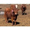 Image 3 : Rob Mossey - 920# April Delivery Steers - 67 Head (Vauxhall, AB)