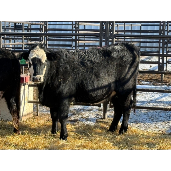 Fox Cattle Co. - 2 Bred Heifers (Pen 429)