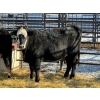 Image 1 : Fox Cattle Co. - 2 Bred Heifers (Pen 429)