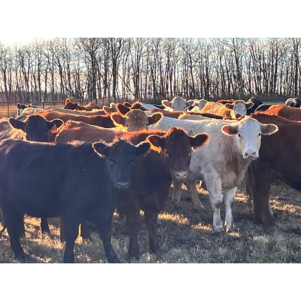 Eastligt Farm & Feed - 1000# November Grass Heifers - 120 Head (Jarvie, AB)