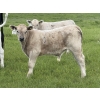 Image 4 : Eagle Creek Ranching Ltd. - 625# October Delivery Steer Calves - 90 Head (Sundre, AB)