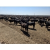 Image 5 : Ripple Rock Ranch - 750# June Delivery Heifers - 245 Head (Fincastle, AB)