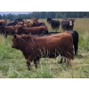 Image 2 : Pembina Ranching - 1050# September Delivery Grass Steers - 118 Head (Drayton Valley, AB)