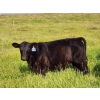 Image 4 : Jay & Laura Biggs  - 675# October Delivery Steer Calves - 65 Head (Elnora, AB)