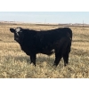 Image 3 : Lake Thelma Farms - 660# November Delivery Steer Calves - 80 Head (Coronation, AB)