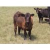 Image 8 : Blooming Enterprises Ltd. - 625# October Delivery Steer Calves - 85 Head (Gladmar, SK)