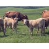 Image 2 : Dick Lawrence  - 650# October Delivery Heifer Calves - 85 Head (Pine Lake, AB)