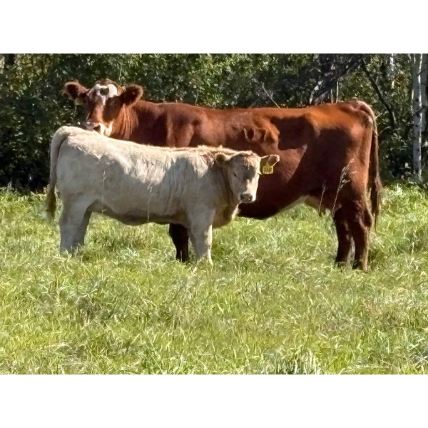 Reilly Lake Ranching - 900# February Delivery Weaned Heifers - 65 Head (Lloydminster, AB)