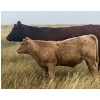 Image 5 : Blaine & Sue Hudec - 615# November Delivery Steer Calves - 80 Head (Jenner, AB)