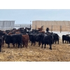 Image 3 : Franklin Cattle Co. - 680# February Delivery Steers - 180 Head (Grenfell, SK)