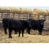 Image 3 : Michael Jennings - 515# April Delivery Bulls - 43 Head (Condor, AB)