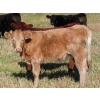 Image 7 : Johnson Livestock - 670# December Weaned Heifers - 90 Head (Peebles, SK) VBP+