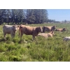Image 2 : Andersen River Ranching - 1020# October Delivery Grass Heifers - 180 Head (Drayton Valley, AB)