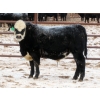 Image 3 : Bill Devos - 680# March Delivery Steers - 80 Head (Fork River, MB)