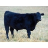 Image 2 : Leon Torkelson - 840# February Weaned Steers - 75 Head (Millicent, AB)