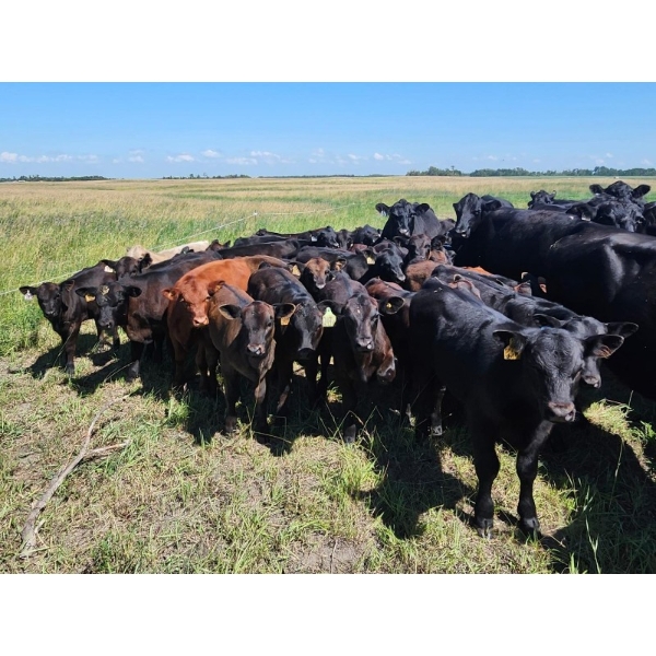 Wunder Farms - 550# October Delivery Steer Calves - 50 Head (Foam Lake, SK)