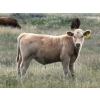 Image 8 : Holst Farms Ltd. - 700# October Delivery Steer Calves - 88 Head (Hays, AB)