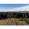 Image 1 : 9 Bar Ranch - 725# February Delivery Steers - 85 Head (Taber, AB) VBP+
