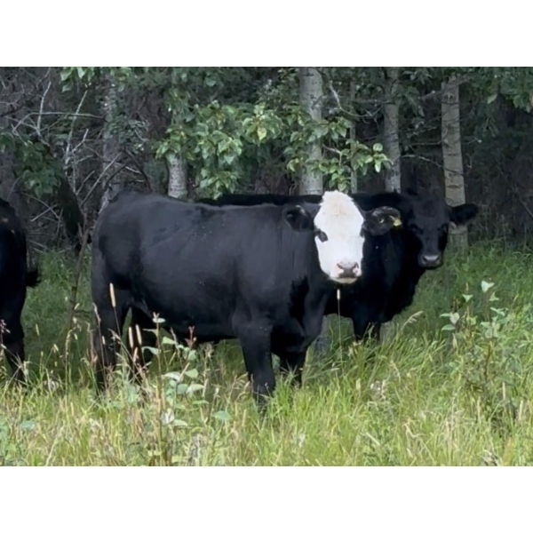 Big Loop Cattle Co. - 965# September Delivery Grass Steers - 268 Head (Longview, AB)