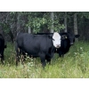 Image 1 : Big Loop Cattle Co. - 965# September Delivery Grass Steers - 134 Head (Longview, AB)