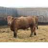 Image 5 : CCC Ranch - 15 November Delivery Dark Tan Bred Heifers (Coderre, SK)