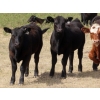 Image 8 : Spring View Ranch Ltd. - 530# October Heifer Calves - 50 Head (Beaubier, SK)