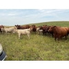 Image 6 : Lohse Farm & Ranch Ltd. - 685# October Delivery Steer Calves - 81 Head (Beaubier, SK)