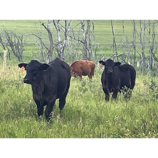 Dayton Servonnet - 640# November Delivery Steer Calves - 45 Head (Hanna, AB)