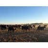 Image 5 : Rowdy Ross - 36 Black/Black X April/May Calving Bred Heifers (Langham, SK)